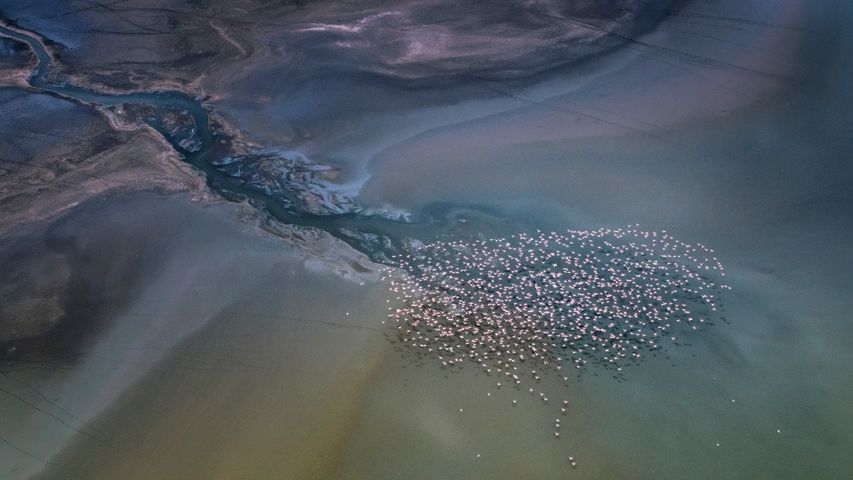 Zwergflamingos im Flug über den Magadisee, Kenia
