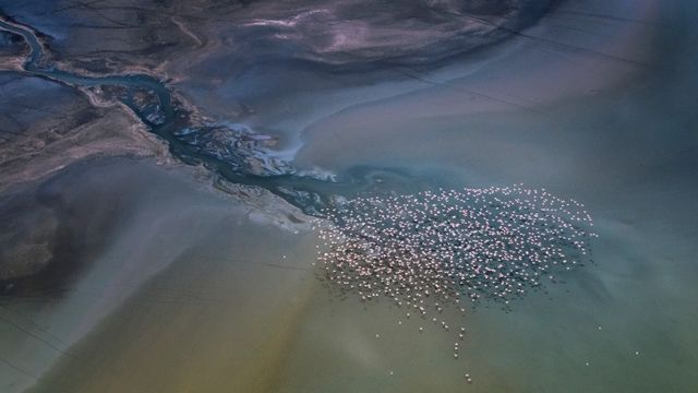Lesser flamingos flying over Lake Magadi, Kenya