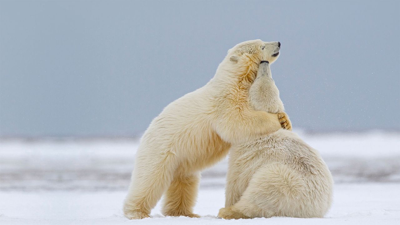 Deux jeunes ours blancs jouant dans la neige en se faisant des câlins, Kaktovik, Alaska