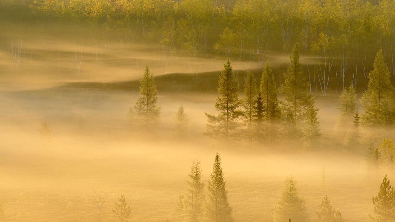 Spring trees in a misty valley, Lively, Sudbury, Ontario 