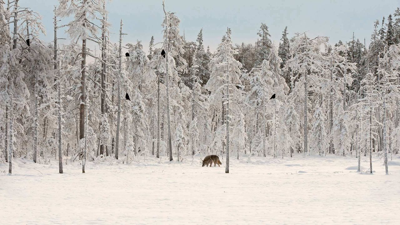 Un loup gris entouré de corbeaux, Finlande