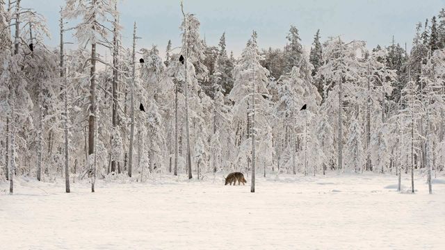 Un loup gris entouré de corbeaux, Finlande