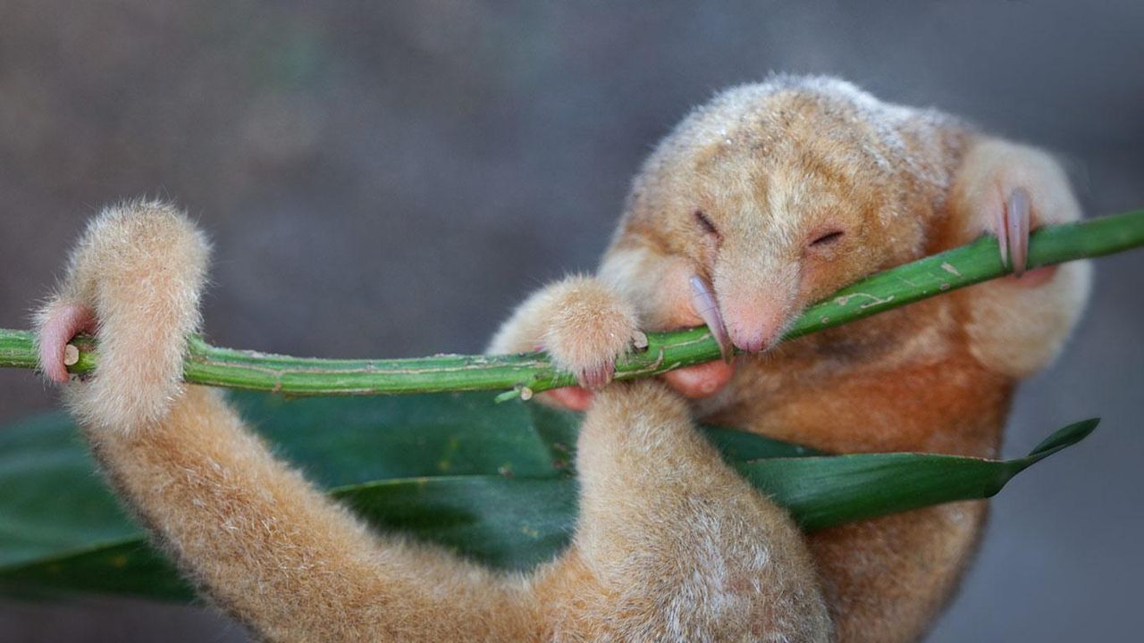 Silky anteater near Penonomé in Coclé province, Republic of Panama