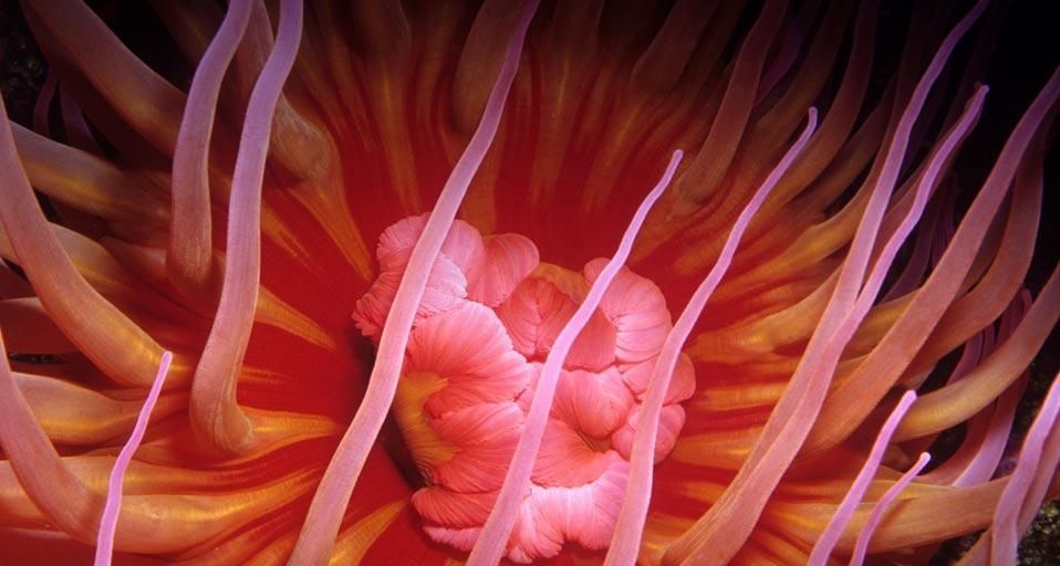 White-spotted rose anemone along the coast of the Pacific Ocean, North America