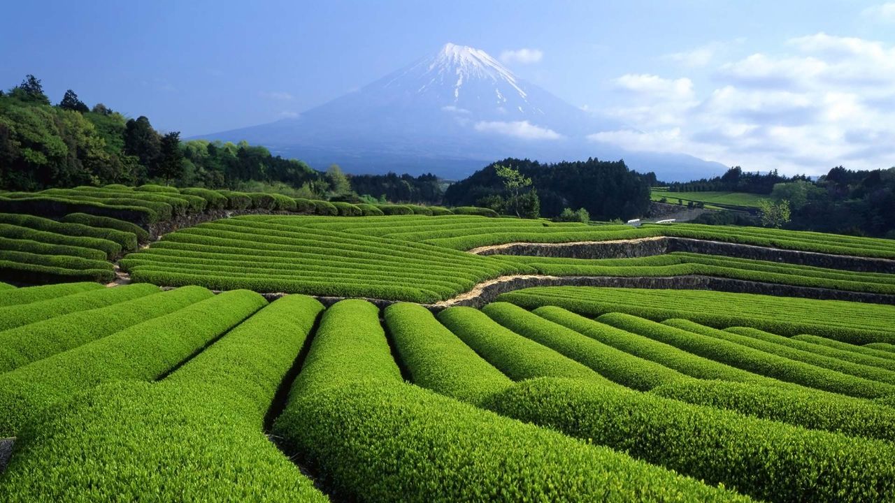 ｢富士山と茶畑｣静岡