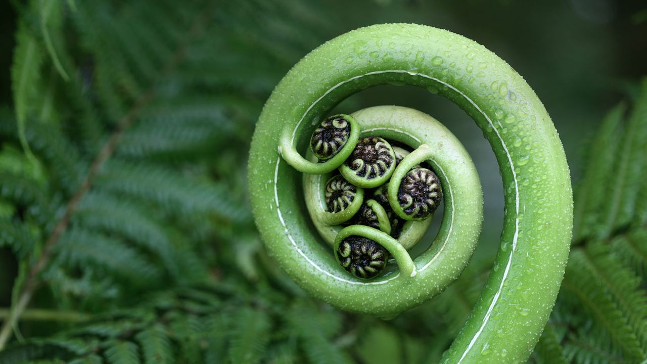 Silver fern frond, New Zealand