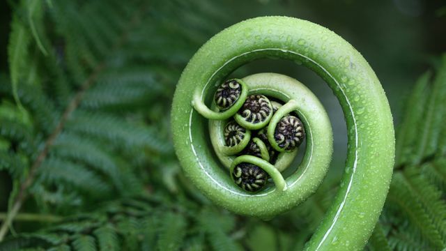 Silver fern frond, New Zealand
