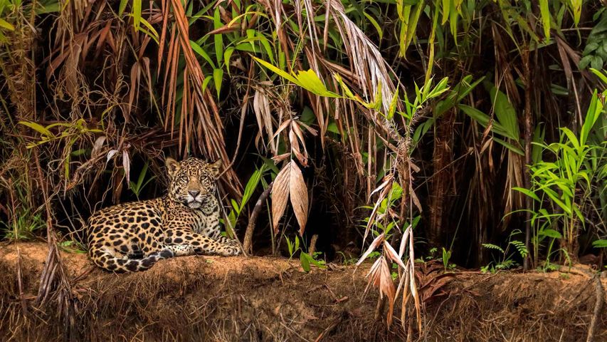 Un jaguar dans les zones humides du Pantanal, Brésil