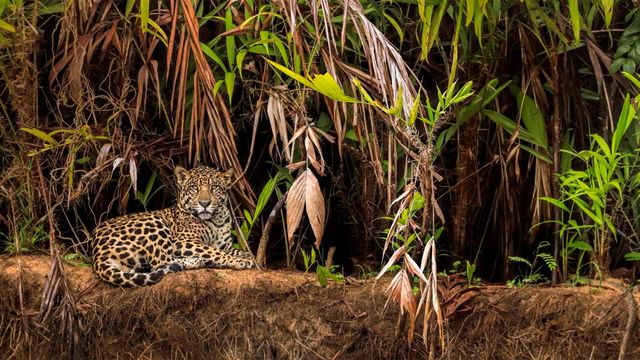Jaguar in the Pantanal wetlands, Brazil