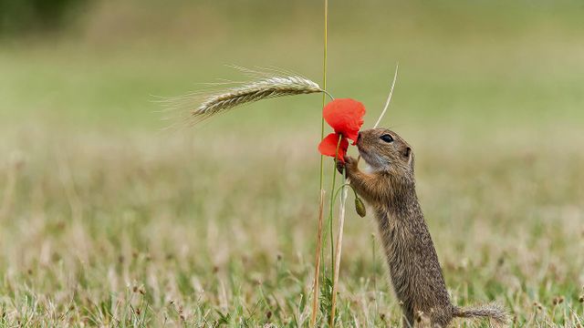 Ein Europäischer Ziesel schnuppert an den Blüten eines Klatschmohns, Deutschland 