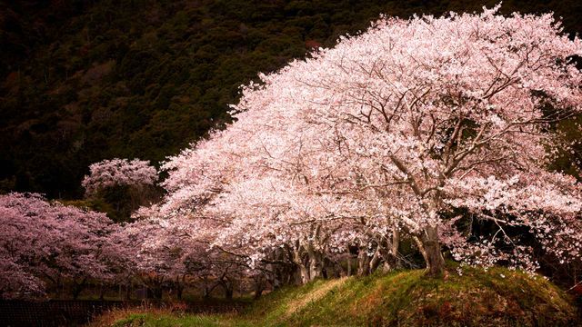 「水辺の桜」兵庫