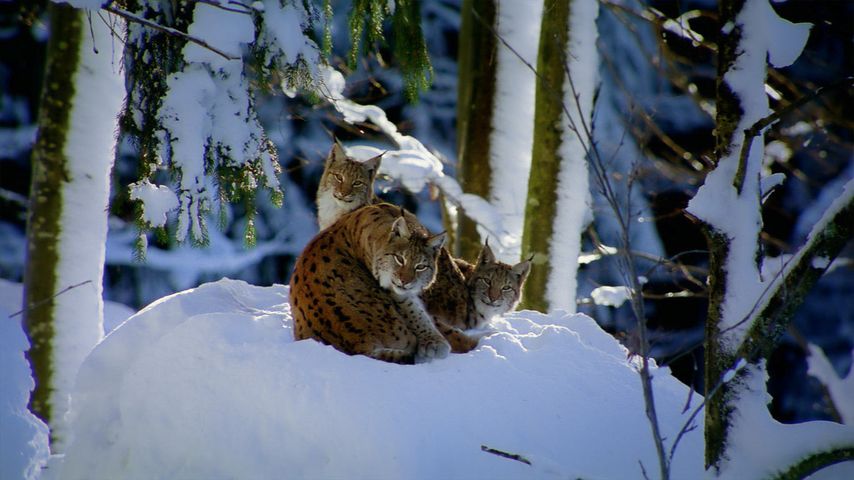 Famille de lynx boréal dans la forêt bavarienne, Allemagne