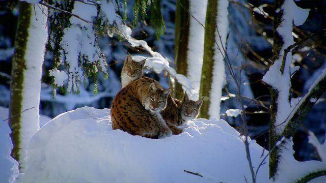 ｢ヨーロッパオオヤマネコ｣ドイツ, バイエルンの森国立公園
