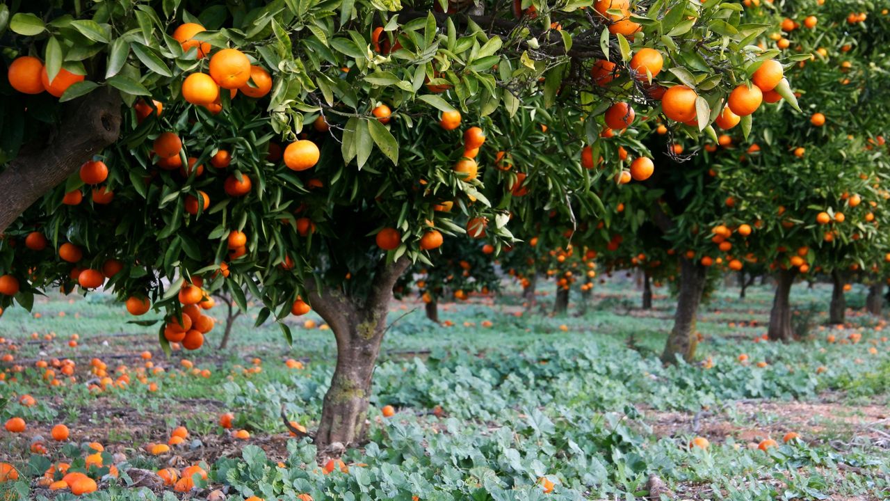 Un naranjal en la Costa Blanca, España
