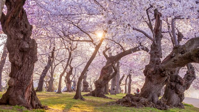 Cerisiers en fleurs, Washington DC, États-Unis