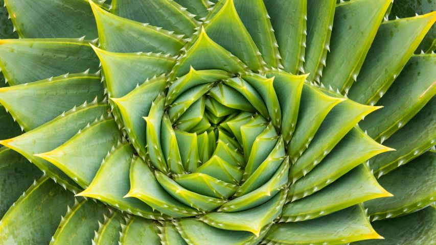 Spiral aloe, Kangaroo Island, Australia - Bing Gallery