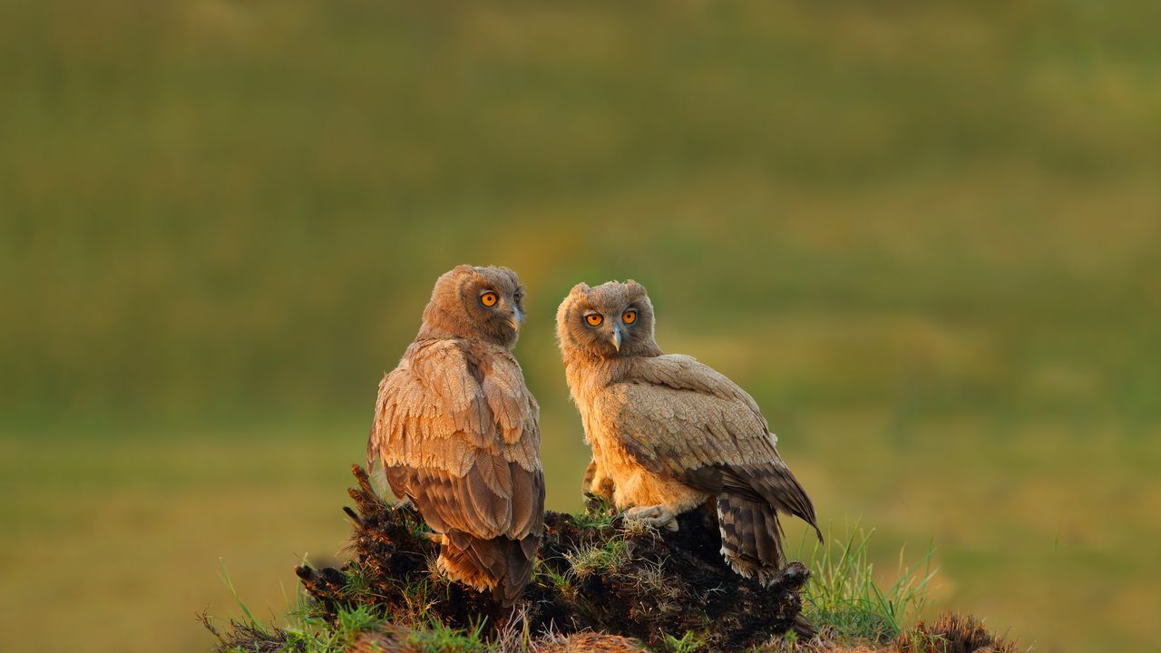 Dusky eagle-owls, Pakistan