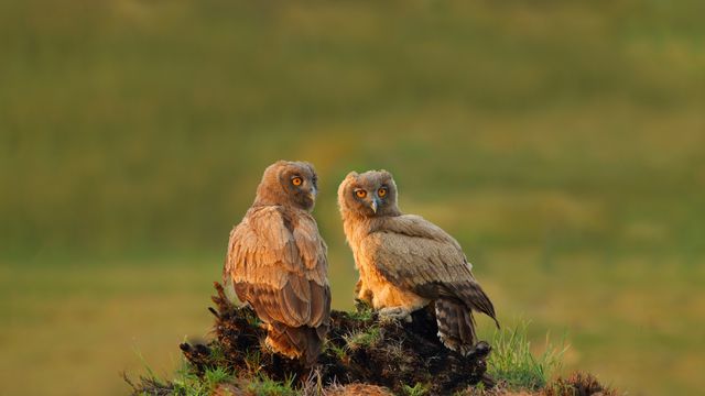 Dusky eagle-owls, Pakistan