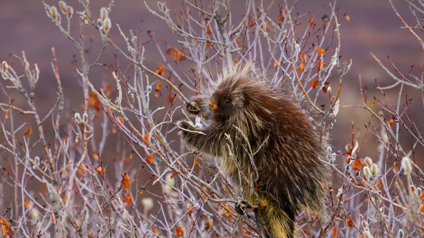 A porcupine hangs on a willow tree branch, Alaska