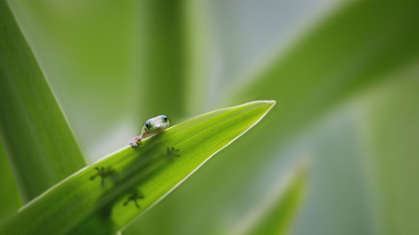 Piccolo geco su una foglia