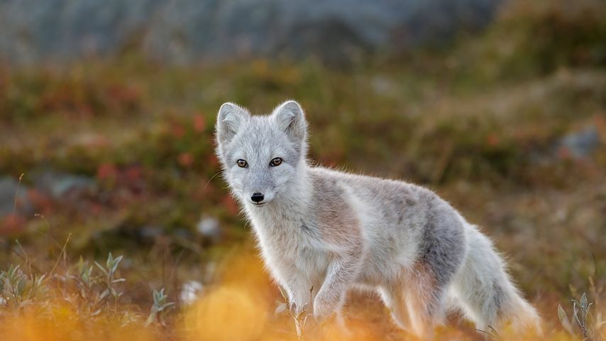 北极狐，挪威多弗勒山-松达尔国家