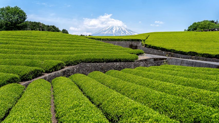 Tea terraces