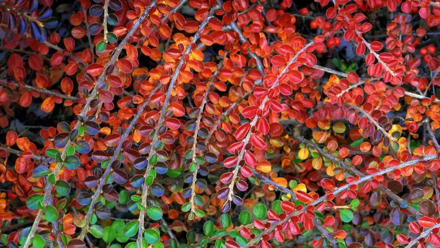 A cotoneaster plant