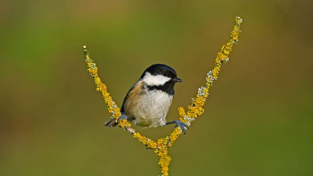 Mésange noire