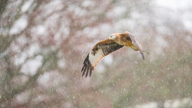 Milhafre-real na neve