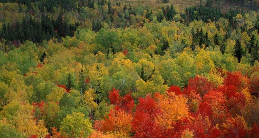 ｢ラッセル池の紅葉｣アメリカ, メイン州, バクスター州立公園