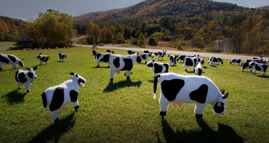 Ornamental cows graze a lawn in Quechee, Vermont