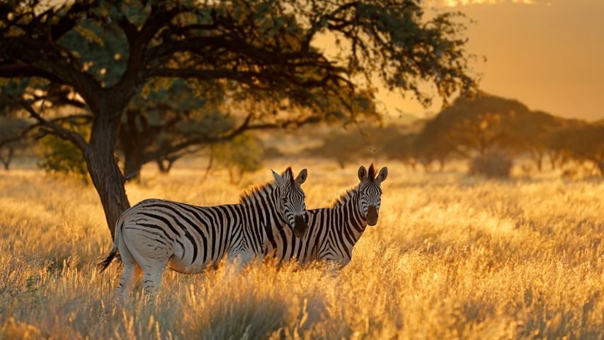 Plains zebras at sunrise, Mokala National Park, South Africa - Bing Gallery