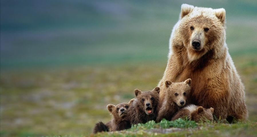 Grizzly bear sow with four cubs near Moraine Creek, Katmai National Park, Alaska, USA