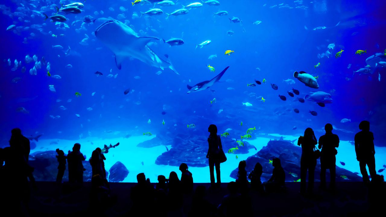 The Georgia Aquarium in Atlanta, Georgia, USA