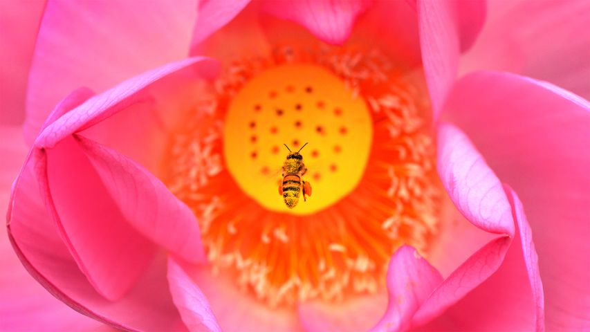 Eine Biene im Anflug auf die Blüte einer Indischen Lotosblume, Kenilworth Park and Aquatic Gardens in Washington, DC, USA