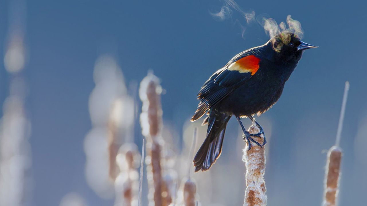 A red-winged blackbird in Minneapolis, Minnesota 