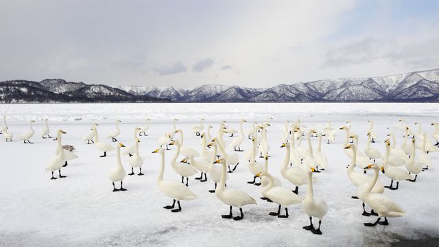 ｢オオハクチョウ｣北海道