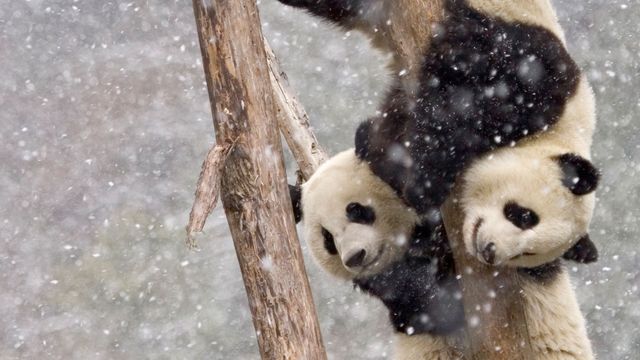 【今日大雪】暴风雪中两只在树干上攀爬的大熊猫,中国四川
