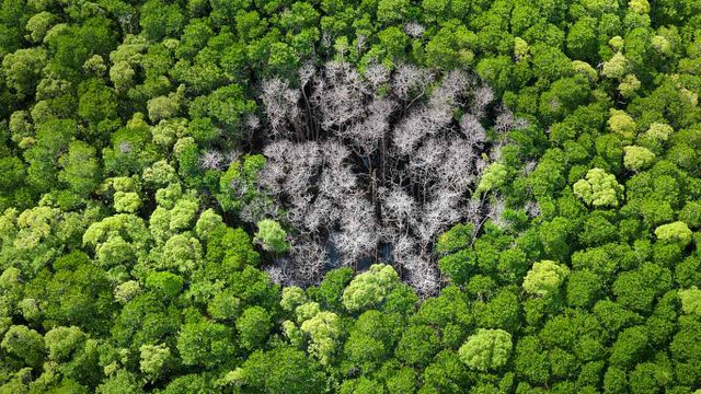 Rainforest trees burned by lightning in Daintree National Park, Far North Queensland, Australia