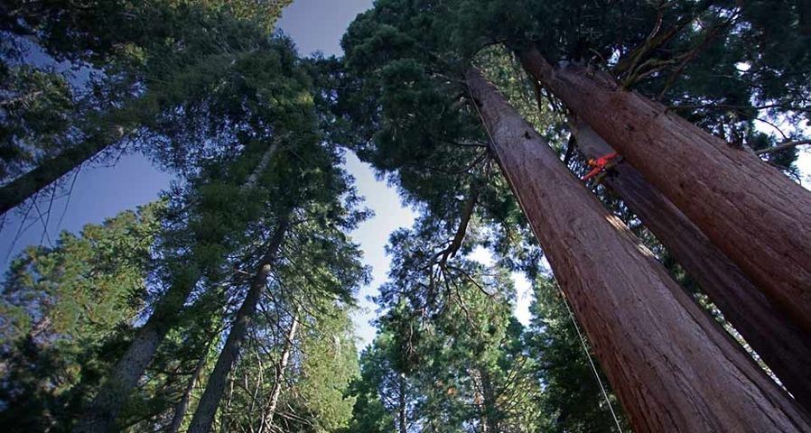 加利福尼亚州的美洲红杉