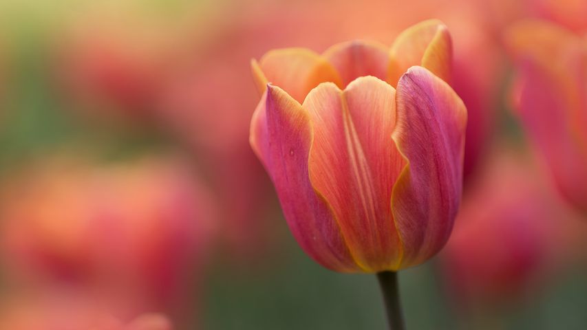 A close-up of a tulip from the Canadian Tulip Festival in Ottawa