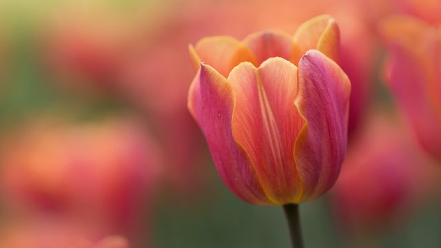 A close-up of a tulip from the Canadian Tulip Festival in Ottawa