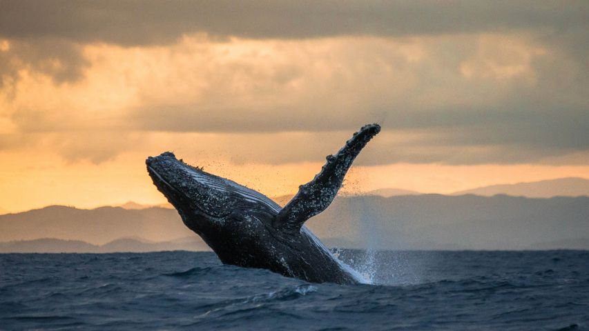 Whales and Dolphins PREMIUM Wallpapers for Windows 10
