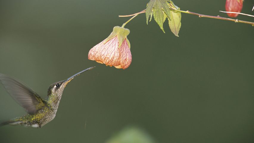 National Geographic Hummingbirds PREMIUM 4K Windows 10 Theme