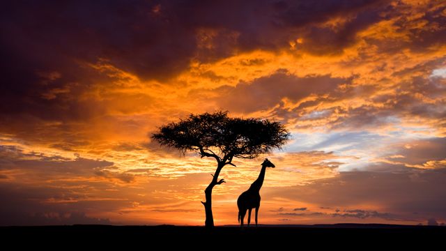 A shadow on stilts
