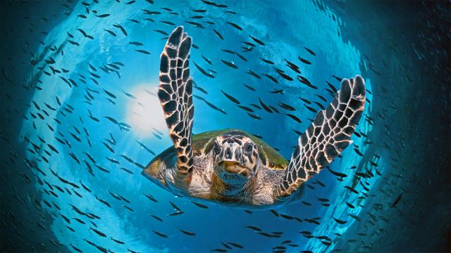 「アオウミガメ」オーストラリア, グレートバリアリーフ (© imageBROKER/Alamy)