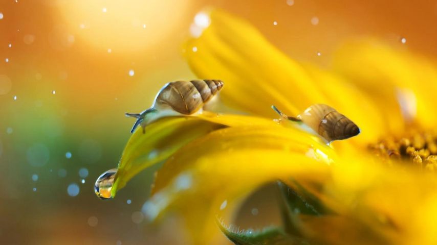 坦桑尼亚的午后，两只口渴的庭园蜗牛向太阳花花瓣上的水珠挪去，以此来保持湿度