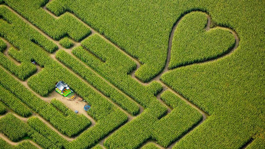 Ein Labyrinth mit Herz im Maisfeld, Herten, Ruhrgebiet, Nordrhein-Westfalen, Deutschland