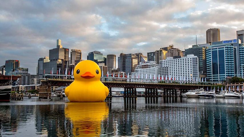 Giant rubber duck installation, Darling Harbour, Sydney, Australia