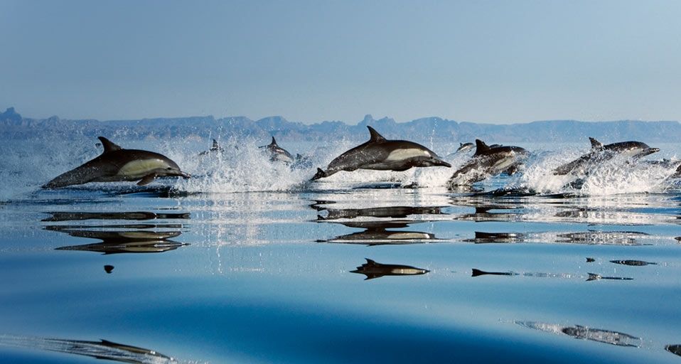 Common Dolphins in the Gulf of California, Mexico